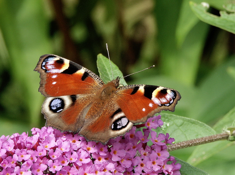 SchmetterlingPICT1122 (1)_Bildgröße ändern.jpg